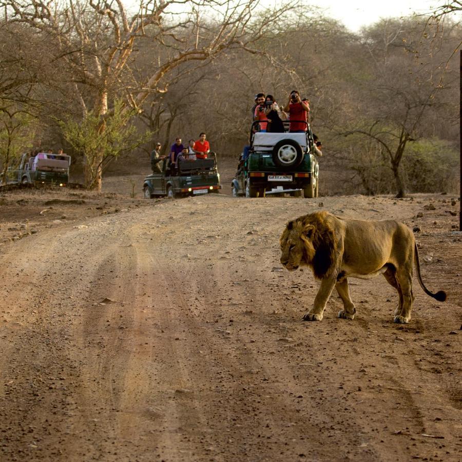 Asiatic Lion Lodge Sasan Gir Exterior foto